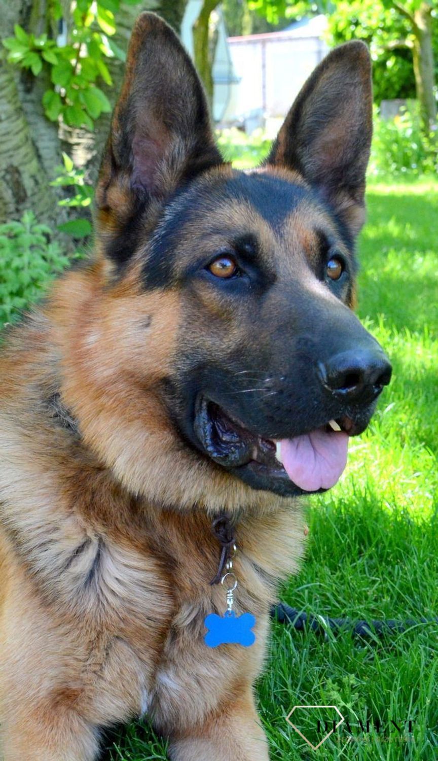 Blaszka dla pupila kość 3,7 cm z miejscem na grawer Kość blue L. Blaszka w formie adresówki, identyfikatora dla psa. Blaszka z miejscem na grawer. Na adresówce możemy wygrawerować np. imię psa i nr telefonu do właściciela..jpg